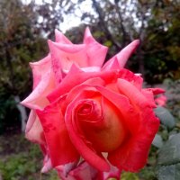 Еще радуют красотой сентябрьские розы. :: Зоя Чария