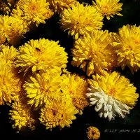 Хризантемы - цветы осени. :: Liudmila LLF