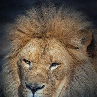 Африканский лев :: Владимир Габов