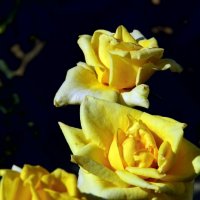 Розы жёлтые. :: Валерьян Запорожченко