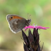 Сенница обыкновенная Coenonympha pamphilus :: Bo Nik