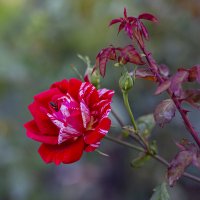 Просто роза :: Светлана Карнаух