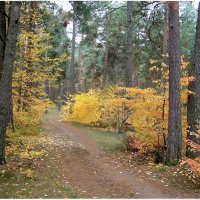 Заглянула осень в лес :: Геннадий Худолеев Худолеев