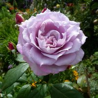 Голубая роза Новалис :: Лидия Бараблина
