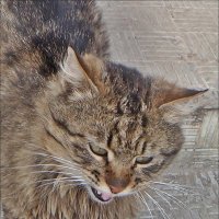 Из жизни ершистого кота :: Нина Корешкова