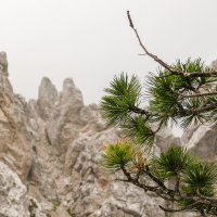 Доломитовые Альпы. Кортина д'Ампеццо. На горе Фалория. :: Надежда Лаптева
