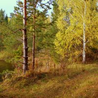 Осенний лес играет красками... :: Нэля Лысенко