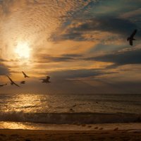Море и чайки :: Виктор Мороз