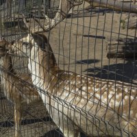 В  зоопарке Бахчисарая :: Валентин Семчишин