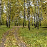 Октябрь в берёзовой рощице. :: Анатолий. Chesnavik.