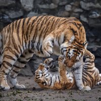Тигры :: Nn semonov_nn