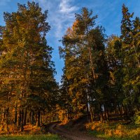 Рассвет в осеннем лесу :: Сергей Цветков