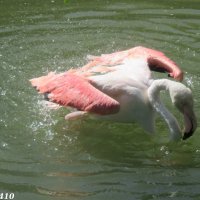 Купание фламинго :: Нина Бутко