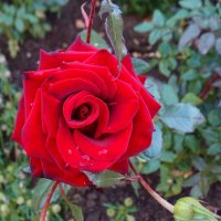 Красная роза :: Alexander Borisovsky