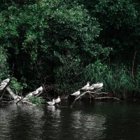 Птицы на озере :: Алексей Жарков