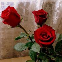 Красные розы . :: Мила Бовкун