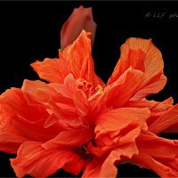 Гибискус или китайская роза. :: Liudmila LLF