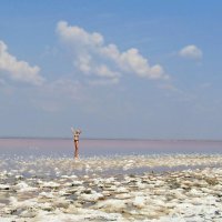 Розовое,  соленное  озеро  Сасык.  Крым. :: Ivana 