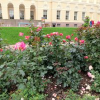 Розы в Михайловском саду. :: Валентина Жукова