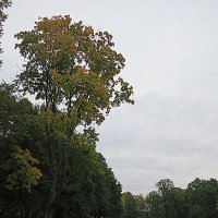 Осенний парк. :: Валентина Жукова