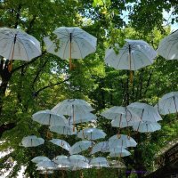 Скромное очарование белых зонтиков :) :: Nina Yudicheva