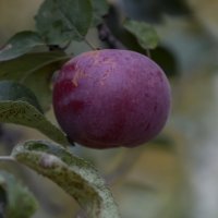 Последнее яблоко в моём саду :: Валерий Басыров