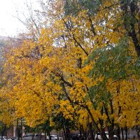 Осень городе_ :: Alexander Borisovsky