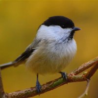 Буроголовая гаичка (Poecile montanus) :: Иван 