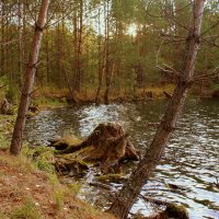 Осень в сосновом  лесу :: Нэля Лысенко