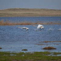 Разбег,лебедей на Карасёвом озере. :: Андрей Хлопонин