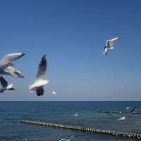 Чайки на море :: Маргарита Батырева