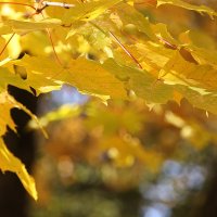 Листья на ветру поют об осени прекрасной... :: Tatiana Markova