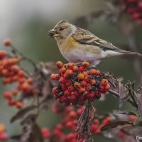 Юрок, самочка :: Елена Швыдун