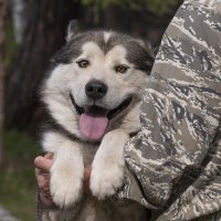 Счастливый пес :: Алена Рябченко