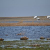 Лебеди кликуны...Жизнь в Сары Арке. Места гнездования,степное озерко Карасёво. :: Андрей Хлопонин