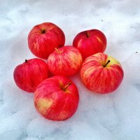 яблоки на снегу :: Владимир 