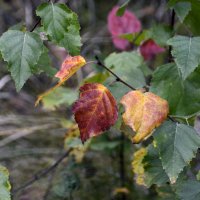 Осенняя листва :: Нина Синица