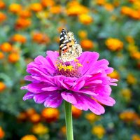 Бабочка и цветок :: Лена Севостьянова
