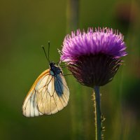Бабочка и цветок :: Нина Богданова