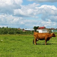 Россия провинциальная :: Василий 