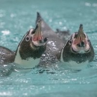 Голодные пингвины :: Аркадий Лаптенко
