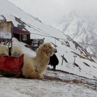 На горе лежит верблюд :: Galina Solovova