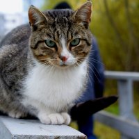 Кошка грустит :: Танзиля Завьялова