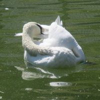 Белый лебедь на пруду... :: Нина Бутко