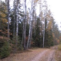 Осень , лес , дорога . :: Виктор  /  Victor Соболенко  /  Sobolenko