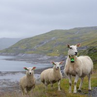 Sheeps of Norway :: Денис 