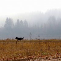 Пёс бегущий краем поля. :: Вера Литвинова