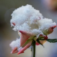 Вянет роза от мороза :: Нина Богданова