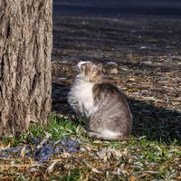 Вижу птичку :: Игорь Сикорский