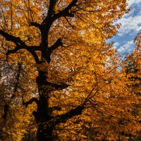 Осеннее дерево... :: serg_ grit